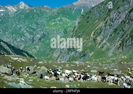 Ziegenherde im Warwan Valley, Kaschmir, Indien Stockfoto