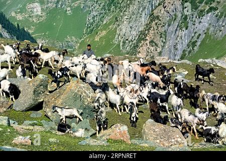 Ziegenherde im Warwan Valley, Kaschmir, Indien Stockfoto