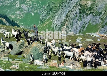 Ziegenherde im Warwan Valley, Kaschmir, Indien Stockfoto