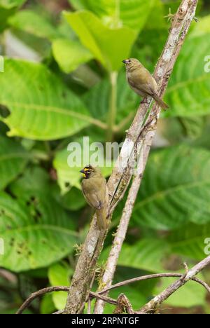 Gelbgesichtiger Grassquit - Tiaris olivaceus, kleiner schöner farbiger Passantenvogel aus lateinamerikanischen Wäldern und Wäldern, Panama. Stockfoto