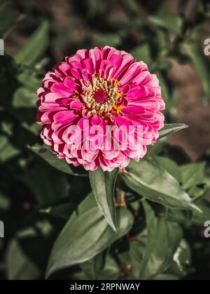 Eine wunderschöne und lebendige Zinnienblüte mit rosa Blüten, die sich auf einem dunklen, stimmungsvollen Hintergrund abheben. Blumenmakrofotografie Stockfoto