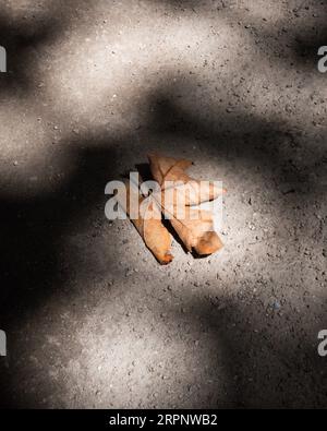 Ein einzelnes trockenes, auf den Boden gefallenes Blatt in einem Stadtpark mit Herbsttönen und Schatten von Bäumen. Nahaufnahme mit Licht- und Schattentechnik Stockfoto