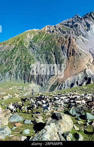 Ziegenherde im Warwan Valley, Kaschmir, Indien Stockfoto