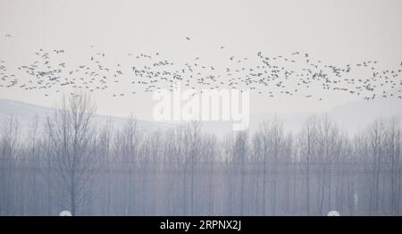 200306 -- PEKING, 6. März 2020 -- Wildgänse fliegen über das Jingxin-Feuchtgebiet in der Stadt Hunchun, Provinz Jilin im Nordosten Chinas, 3. März 2020. XINHUA FOTOS DES TAGES XuxChang PUBLICATIONxNOTxINxCHN Stockfoto