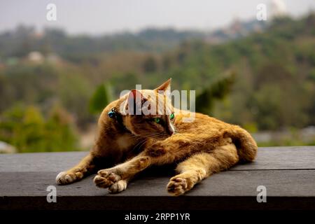 Ginger-Katze sitzt auf einem Felsvorsprung Stockfoto