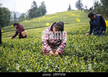 200311 -- SHIMENHUNAN, 11. März 2020 -- Teebauern pflücken Teeblätter in einem Teegarten im Dorf Xuejia der Gemeinde Nanbei im Shimen County, Provinz Hunan in Zentralchina, 11. März 2020. Die Teegärten in Nanbei Township haben eine Fläche von 13.000 mu etwa 867 Hektar erreicht, mit einer Jahresproduktion von 2.500 Tonnen Trockentee und einem Gesamtproduktionswert von 40 Millionen Yuan etwa 5,76 Millionen US-Dollar. CHINA-HUNAN-FRÜHLINGSTEE CN ChenxSihan PUBLICATIONxNOTxINxCHN Stockfoto