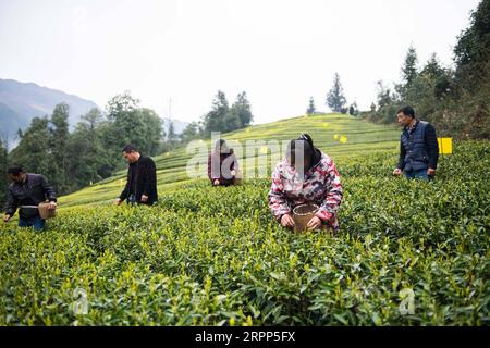 200311 -- SHIMENHUNAN, 11. März 2020 -- Teebauern pflücken Teeblätter in einem Teegarten im Dorf Xuejia der Gemeinde Nanbei im Shimen County, Provinz Hunan in Zentralchina, 11. März 2020. Die Teegärten in Nanbei Township haben eine Fläche von 13.000 mu etwa 867 Hektar erreicht, mit einer Jahresproduktion von 2.500 Tonnen Trockentee und einem Gesamtproduktionswert von 40 Millionen Yuan etwa 5,76 Millionen US-Dollar. CHINA-HUNAN-FRÜHLINGSTEE CN ChenxSihan PUBLICATIONxNOTxINxCHN Stockfoto