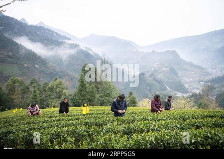 200311 -- SHIMENHUNAN, 11. März 2020 -- Teebauern pflücken Teeblätter in einem Teegarten im Dorf Xuejia der Gemeinde Nanbei im Shimen County, Provinz Hunan in Zentralchina, 11. März 2020. Die Teegärten in Nanbei Township haben eine Fläche von 13.000 mu etwa 867 Hektar erreicht, mit einer Jahresproduktion von 2.500 Tonnen Trockentee und einem Gesamtproduktionswert von 40 Millionen Yuan etwa 5,76 Millionen US-Dollar. CHINA-HUNAN-FRÜHLINGSTEE CN ChenxSihan PUBLICATIONxNOTxINxCHN Stockfoto