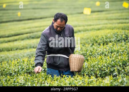 200311 -- SHIMENHUNAN, 11. März 2020 -- Ein Teebauer pflückt Teeblätter in einem Teegarten im Dorf Xuejia der Gemeinde Nanbei im Shimen County, Provinz Hunan in Zentralchina, 11. März 2020. Die Teegärten in Nanbei Township haben eine Fläche von 13.000 mu etwa 867 Hektar erreicht, mit einer Jahresproduktion von 2.500 Tonnen Trockentee und einem Gesamtproduktionswert von 40 Millionen Yuan etwa 5,76 Millionen US-Dollar. CHINA-HUNAN-FRÜHLINGSTEE CN ChenxSihan PUBLICATIONxNOTxINxCHN Stockfoto