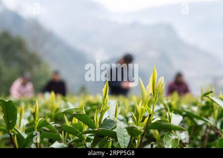 200311 -- SHIMENHUNAN, 11. März 2020 -- Teebauern pflücken Teeblätter in einem Teegarten im Dorf Xuejia der Gemeinde Nanbei im Shimen County, Provinz Hunan in Zentralchina, 11. März 2020. Die Teegärten in Nanbei Township haben eine Fläche von 13.000 mu etwa 867 Hektar erreicht, mit einer Jahresproduktion von 2.500 Tonnen Trockentee und einem Gesamtproduktionswert von 40 Millionen Yuan etwa 5,76 Millionen US-Dollar. CHINA-HUNAN-FRÜHLINGSTEE CN ChenxSihan PUBLICATIONxNOTxINxCHN Stockfoto