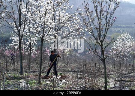 200312 -- HEFEI, 12. März 2020 -- Zhou Genmiao arbeitet am 11. März 2020 in einer Saatgutanbaubasis im Dorf Luoba im Komitat Feixi in der ostchinesischen Provinz Anhui. Zhou Xianbing, ein Dorfbewohner mit mehr als 20 Jahren Erfahrung in der Baumpflanzung, baute eine Genossenschaft für den Anbau von Blumensämlingen auf und begann 2008, Bäume auf einem 500 mu großen, etwa 33,3 Hektar großen Land in einem kargen Berg im Dorf Luoba im Komitat Feixi zu Pflanzen. Nach den 90er Jahren kehrte Zhou Genmiao, der Sohn von Zhou Xianbing, in seine Heimatstadt zurück und pflanzte 2012 Bäume in der Keimlinge-Anbaufläche. Wie die Familie Zhou, Mo Stockfoto