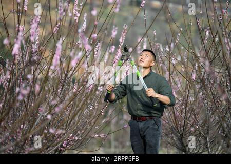 200312 -- HEFEI, 12. März 2020 -- Zhou Genmiao schneidet am 11. März 2020 einen Baum in einer Anbaufläche für Sämlinge im Dorf Luoba im Komitat Feixi in der ostchinesischen Provinz Anhui. Zhou Xianbing, ein Dorfbewohner mit mehr als 20 Jahren Erfahrung in der Baumpflanzung, baute eine Genossenschaft für den Anbau von Blumensämlingen auf und begann 2008, Bäume auf einem 500 mu großen, etwa 33,3 Hektar großen Land in einem kargen Berg im Dorf Luoba im Komitat Feixi zu Pflanzen. Nach den 90er Jahren kehrte Zhou Genmiao, der Sohn von Zhou Xianbing, in seine Heimatstadt zurück und pflanzte 2012 Bäume in der Keimlinge-Anbaufläche. Wie die Zhou-Familie Stockfoto