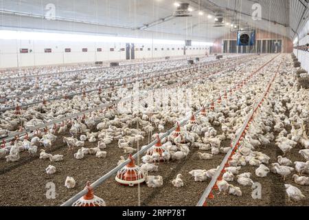 05. September 2023, Niedersachsen, Dötlingen: Masthähnchen der Rasse Hubbard 757 werden in einem Haus gehalten, das den Spezifikationen des niederländischen Systems „Beter Leven 1 STER“ entspricht. In Niedersachsen wird das meiste Geflügel im Vergleich zum Rest Deutschlands gehalten, wie die Zahlen des Statistischen Bundesamts zeigen. Foto: Sina Schuldt/dpa Stockfoto