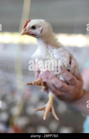 05. September 2023, Niedersachsen, Dötlingen: Masthähnchen der Rasse Hubbard 757 werden in einem Haus gehalten, das den Spezifikationen des niederländischen Systems „Beter Leven 1 STER“ entspricht. In Niedersachsen wird das meiste Geflügel im Vergleich zum Rest Deutschlands gehalten, wie die Zahlen des Statistischen Bundesamts zeigen. Foto: Sina Schuldt/dpa Stockfoto