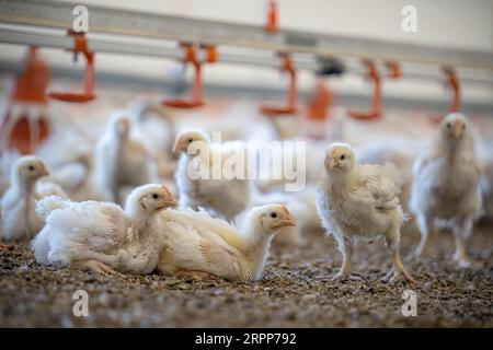 05. September 2023, Niedersachsen, Dötlingen: Masthähnchen der Rasse Hubbard 757 werden in einem Haus gehalten, das den Spezifikationen des niederländischen Systems „Beter Leven 1 STER“ entspricht. In Niedersachsen wird das meiste Geflügel im Vergleich zum Rest Deutschlands gehalten, wie die Zahlen des Statistischen Bundesamts zeigen. Foto: Sina Schuldt/dpa Stockfoto