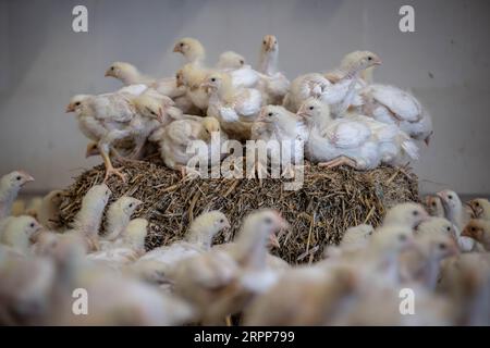 05. September 2023, Niedersachsen, Dötlingen: Masthähnchen der Rasse Hubbard 757 werden in einem Haus gehalten, das den Spezifikationen des niederländischen Systems „Beter Leven 1 STER“ entspricht. In Niedersachsen wird das meiste Geflügel im Vergleich zum Rest Deutschlands gehalten, wie die Zahlen des Statistischen Bundesamts zeigen. Foto: Sina Schuldt/dpa Stockfoto