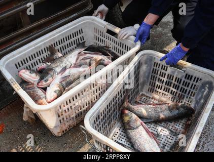 200313 -- WUHAN, 13. März 2020 -- Mitarbeiter packen Fisch in einer Gemeinde im Bezirk Qiaokou in Wuhan, Provinz Hubei in Zentralchina, 13. März 2020. Die erste Partie von 100 Tonnen Fisch, die aus der Stadt Xianning in Hubei transportiert wurden, wurde am Freitag an Gemeinden im Bezirk Qiaokou in Wuhan verteilt. CHINA-HUBEI-WUHAN-COMMUNITY-FISH DISTRIBUTION CN CHENGXMIN PUBLICATIONXNOTXINXCHN Stockfoto