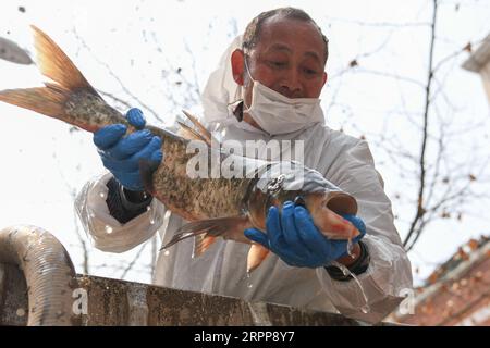 200313 -- WUHAN, 13. März 2020 -- Ein Mitarbeiter entlädt Fische in einer Gemeinde im Qiaokou-Bezirk von Wuhan, Provinz Hubei in Zentralchina, 13. März 2020. Die erste Partie von 100 Tonnen Fisch, die aus der Stadt Xianning in Hubei transportiert wurden, wurde am Freitag an Gemeinden im Bezirk Qiaokou in Wuhan verteilt. CHINA-HUBEI-WUHAN-COMMUNITY-FISH DISTRIBUTION CN CHENGXMIN PUBLICATIONXNOTXINXCHN Stockfoto