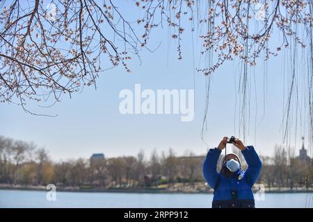 200313 -- PEKING, 13. März 2020 -- Ein Bürger fotografiert die Kirschblüte im Yuyuantan Park in Peking, Hauptstadt von China, 13. März 2020. CHINA-PEKING-ALLTAG CN PengxZiyang PUBLICATIONxNOTxINxCHN Stockfoto