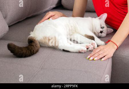 Die süße Katze schläft in der Nähe der Frau Stockfoto