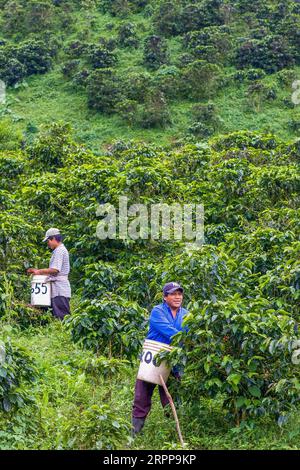 Panama, Cerro Punta, die Kotowa Kaffeeplantage baut Bio-Kaffee an und ist eine der Plantagen in Panama, die den besten Kaffee in der produziert Stockfoto