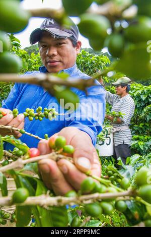 Panama, Cerro Punta, die Kotowa Kaffeeplantage baut Bio-Kaffee an und ist eine der Plantagen in Panama, die den besten Kaffee in der produziert Stockfoto