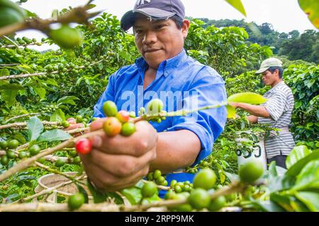 Panama, Cerro Punta, die Kotowa Kaffeeplantage baut Bio-Kaffee an und ist eine der Plantagen in Panama, die den besten Kaffee in der produziert Stockfoto