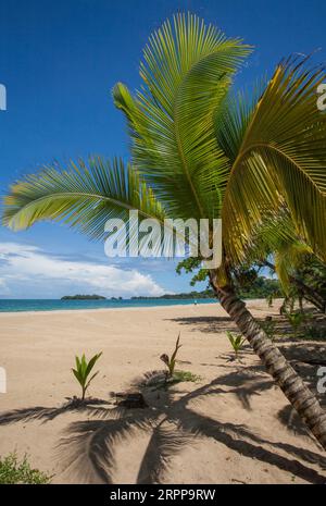 Panama, Archipielago de Bocas del Toro, Roter Froschstrand auf der Isla Bastimentos. Stockfoto