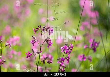 Weiße Gänseblümchen und rosa Kräuter blühten auf der Wiese. Iwan-Tee blüht im Wald an einem sonnigen Tag im Hintergrund von June.beautiful Wildblumen. Sommer Stockfoto