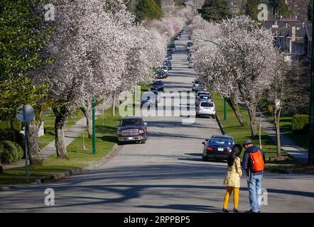 200315 -- VANCOUVER, 15. März 2020 Xinhua -- Menschen genießen Kirschblüte in Vancouver, Kanada, 14. März 2020. Foto von Liang Sen/Xinhua CANADA-VANCOUVER-CHERRY BLOSSOM PUBLICATIONxNOTxINxCHN Stockfoto