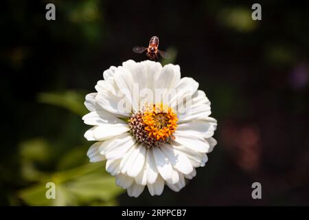 Selektiver Fokus der Honigbiene, die auf die weiße Blume zufliegt. Nahaufnahme einer Biene. Stockfoto