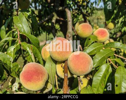 Reife Pfirsiche am Baum Stockfoto
