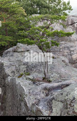 Der Baum wächst aus dem Felsen auf der Spitze des Berges im Cheyene Rock Village Park in der Nähe von Leesburg, Alabama Stockfoto