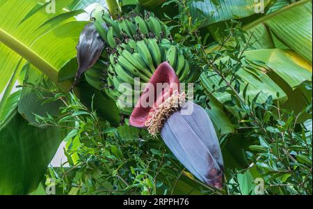 Bananenblüte auf dem Baum im Garten in Kassandra, Griechenland. Stockfoto