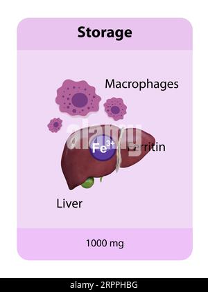 Eisenverteilung im Körper, Eisenspeicherung, Makrophagen, Eisenpenos, Transferrin, 2D- und 3D-Grafiken, Abbildung Stockfoto