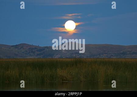 Heller Vollmond über Totora Schilf am Titicacasee, Peru, Südamerika Stockfoto