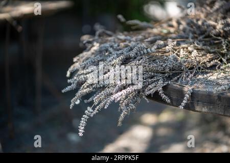 Trockene Lavendelblüten Pflanzen Zweige auf Holztisch auf dem Bauernhof, roh für die Herstellung von Aromaprodukten. Stockfoto