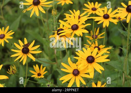 Yellow and Brown Sweet Coneflowers at Longwood Gardens, P.A. Stockfoto