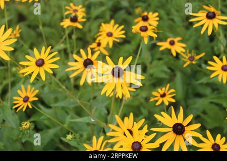 Wunderschönes Gelb und Schwarz, Schwarzweiß Susan's in Longwood Gardens, P.A. Stockfoto