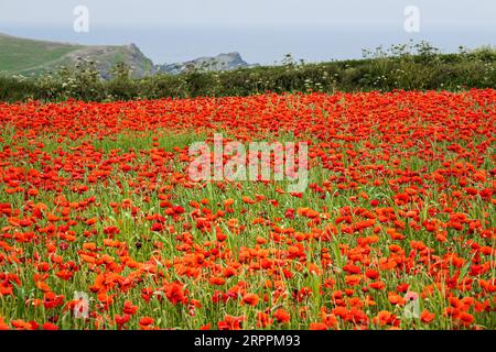 Der atemberaubende Anblick eines Feldes voller Common Poppies Papaver Rhoeas an der Küste von Crantock Bay in Newquay in Cornwall, Großbritannien in Europa. Stockfoto