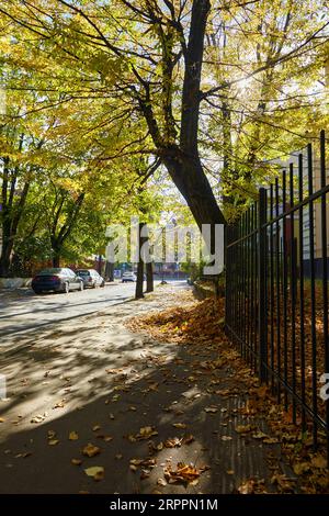 Haufen gefallener gelber Blätter unter einem Baum an einer sonnigen Herbststraße Stockfoto