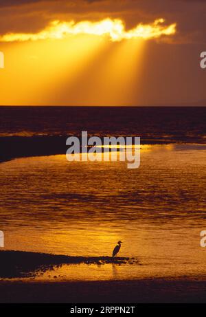 Grey Heron (Ardea cinerea) Silhouette eines einsamen Erwachsenen Vogel bei Sonnenuntergang an der Mündung des Flusses Spey, Spey Bay, Morayshire, Schottland, Juli 1998 Stockfoto