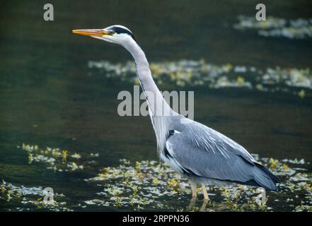 Ausgewachsener Vogel des Gray Heron (Ardea cinerea), der bei Regen durch flaches Wasser am Rande eines Seeblöchs auf der Isle of Rum, Schottland, sticht Stockfoto