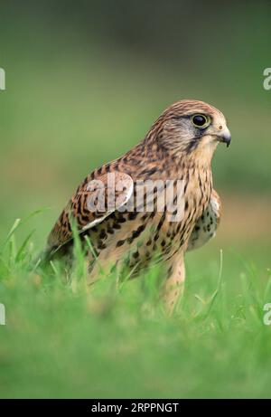 Kestrel (Falco tinnunculus) weiblicher Vogel auf Grasland, der einen Regenwurm gefangen hat, Berwickshire, Scottish Borders, Schottland, März 1998 Stockfoto