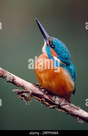 Kingfisher (Alcedo atthis) auf Angelbarsch über dem Fluss Whiteadder, Berwickshire, Scottish Borders, Schottland, September 1998 Stockfoto