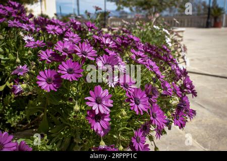 Violette Dimorphotheken Stockfoto