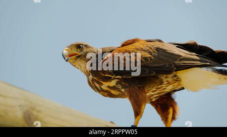 Die Wildnis im Wald und in Namibia Afrika aufholen Stockfoto