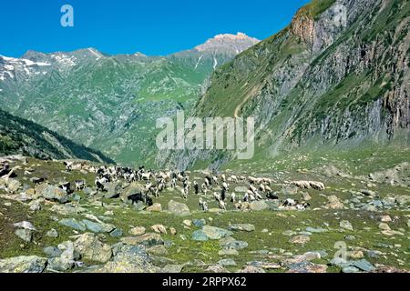 Ziegenherde im Warwan Valley, Kaschmir, Indien Stockfoto