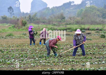 200323 -- RONGSHUI, 23. März 2020 -- Frauen arbeiten in einem Süßkartoffelfeld in der Stadt Yongle im Autonomen Kreis Rongshui Miao, südchinesische Autonome Region Guangxi Zhuang, 14. März 2020. Rongshui Miao Autonomous County ist ein zutiefst verarmtes County in Guangxi und ein Schlüsselbezirk in der nationalen Armutsbekämpfung und Entwicklungsarbeit. Es ist auch ein bedeutender Arbeiterexportbezirk. Die Arbeit im Ausland ist für viele arme Familien der wichtigste Ansatz, ihr Einkommen zu erhöhen. In den letzten Jahren, mit der Verschärfung der Armutsbekämpfung und der Wiederbelebung des ländlichen Raums, sind viele Frauen, die an anderen Orten gearbeitet haben, zurückgekehrt Stockfoto