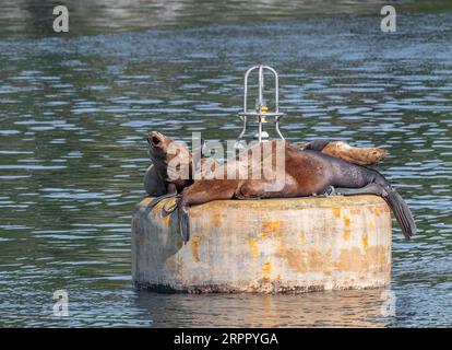 Steller Seelöwen ruhen sich aus und rufen auf einer Boje im Prince William Sound, Alaska, USA Stockfoto